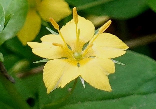 Lysimachia nemorum flower