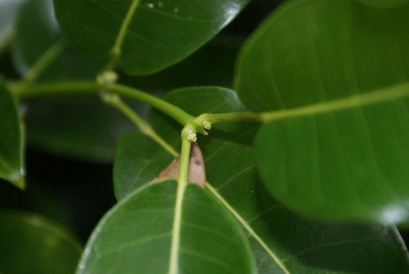 Melicope borbonica flower