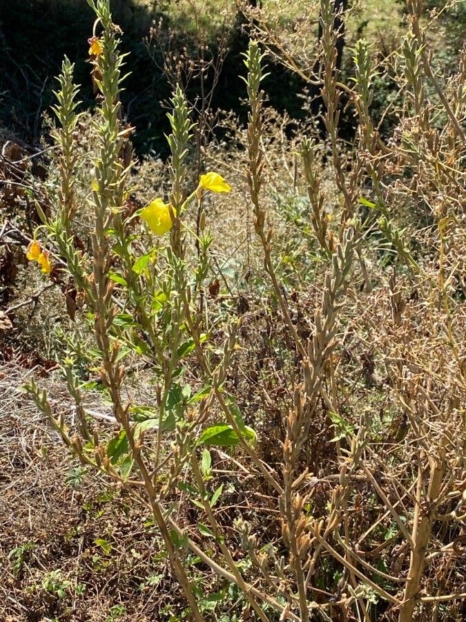 Oenothera villosa flower
