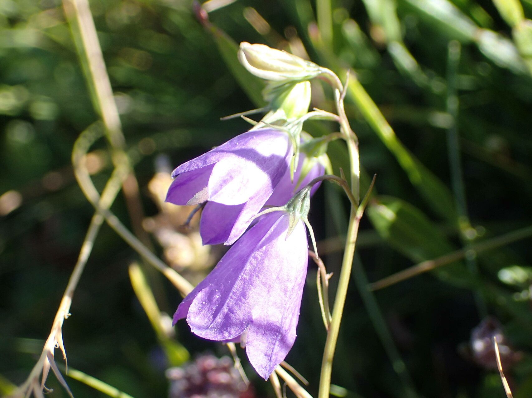 Campanula precatoria flower