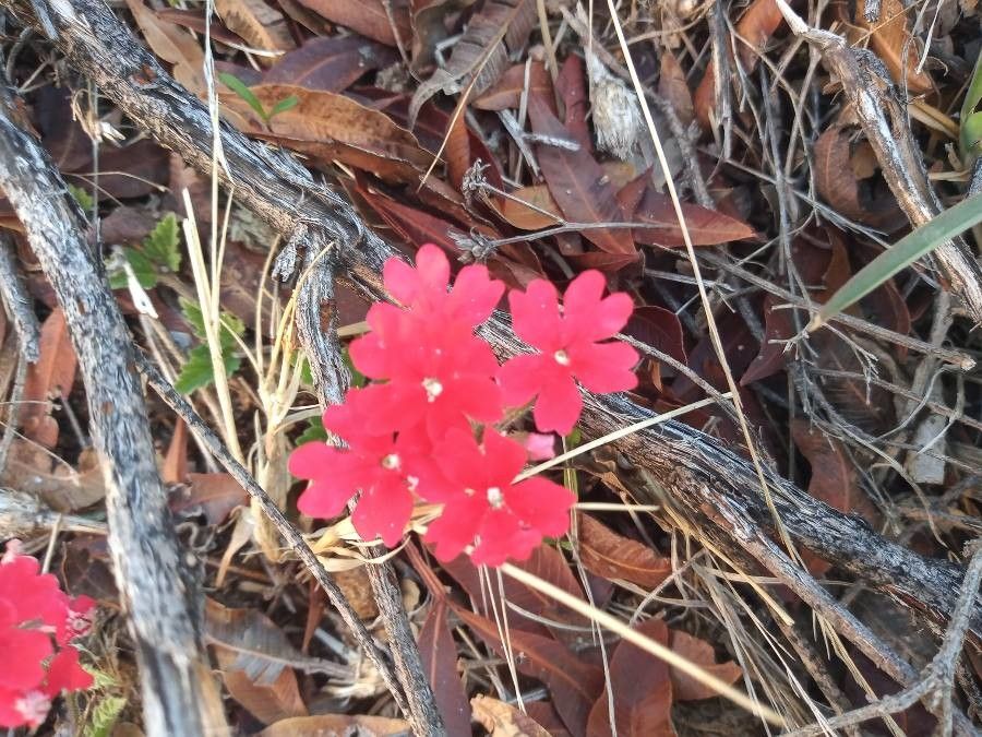 Verbena californica — houseplant care guide