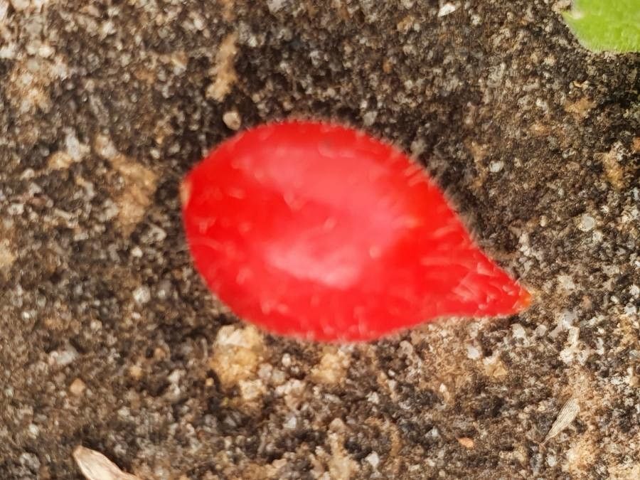 Kedrostis foetidissima fruit