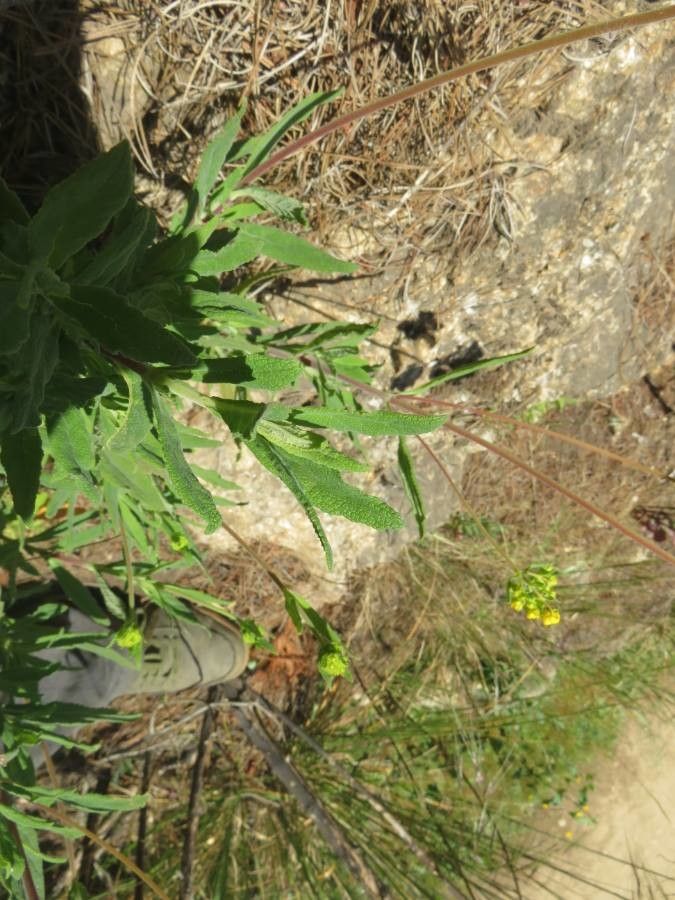 Calceolaria meyeniana — houseplant care guide