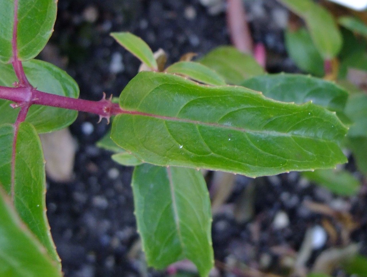 Fuchsia alpestris leaf