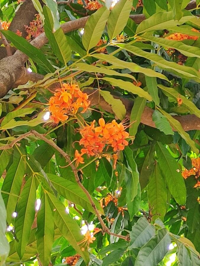 Saraca asoca flower
