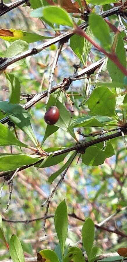 Berberis canadensis fruit