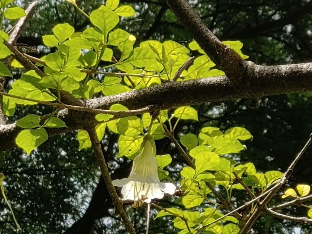 Parmentiera cereifera — search result for 'Panama'