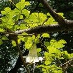 Parmentiera cereifera