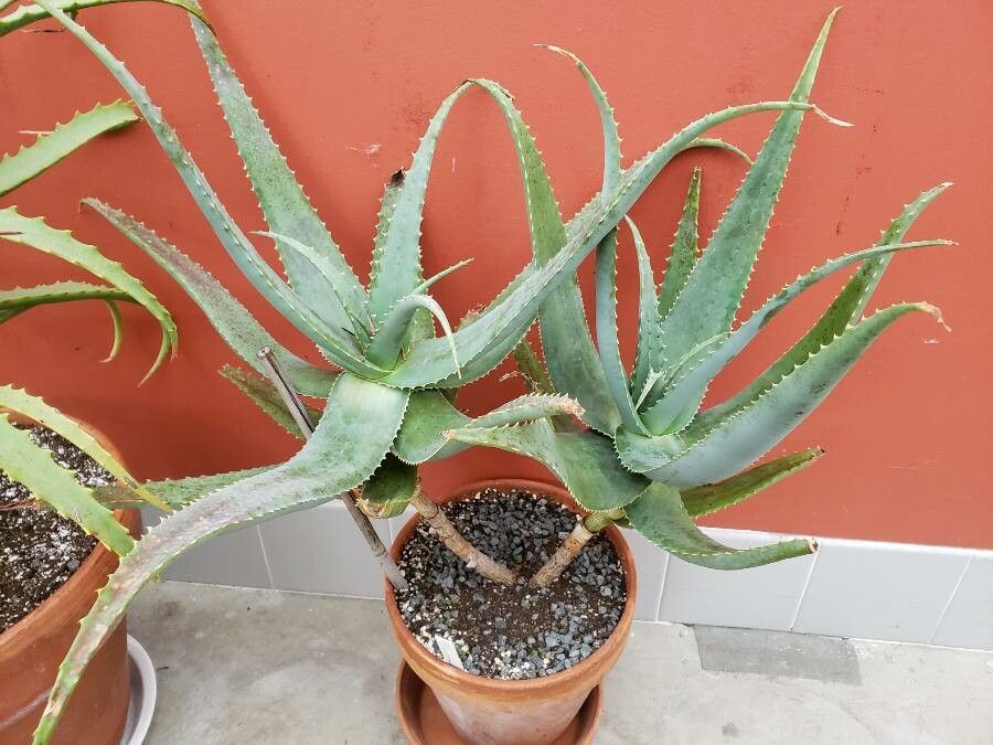 Aloe globuligemma habit