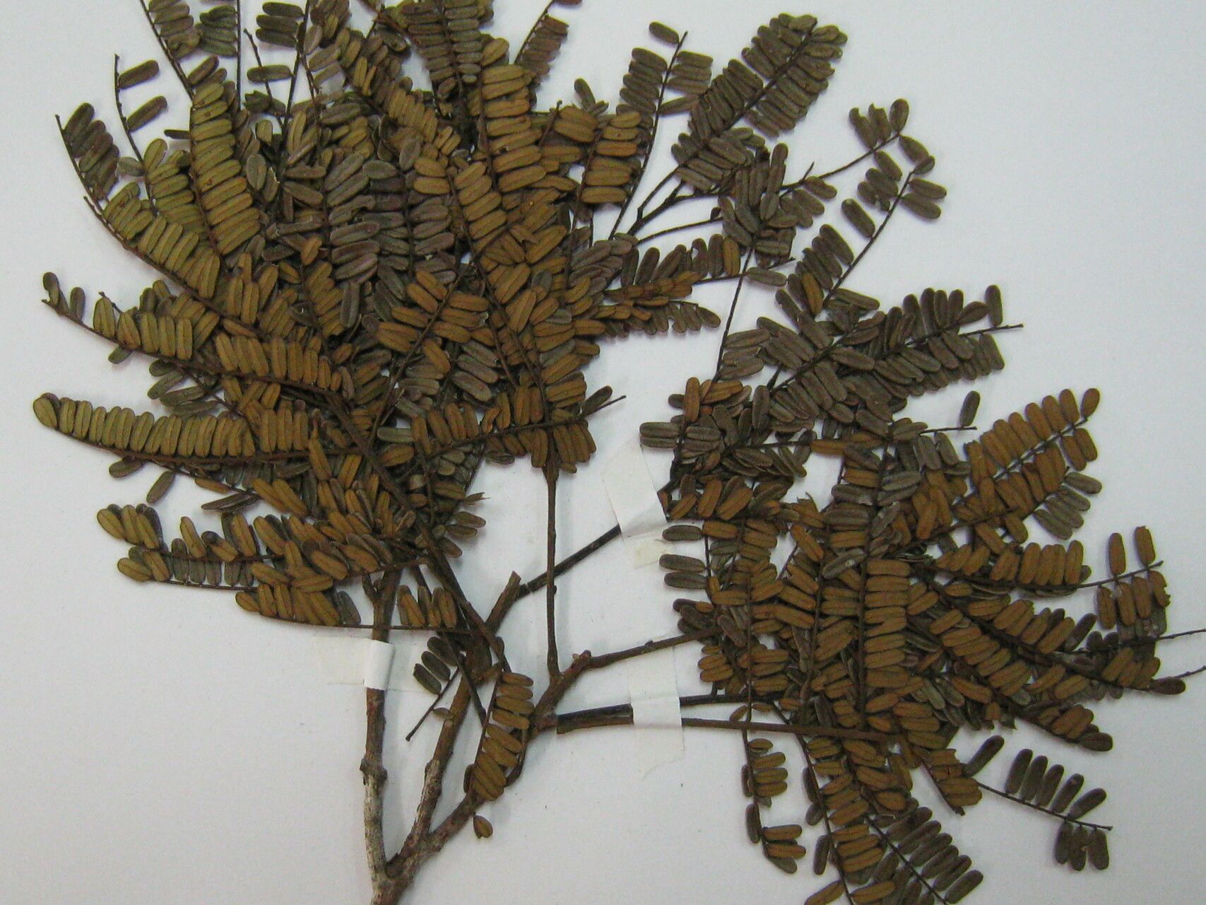 Albizia pedicellaris other