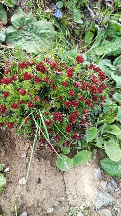 Rhodiola himalensis — search result for 'Rhodiola'