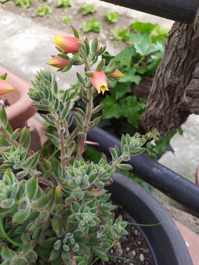 Echeveria harmsii flower