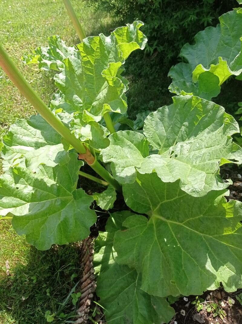 Rheum × hybridum — search result for 'Rheum'