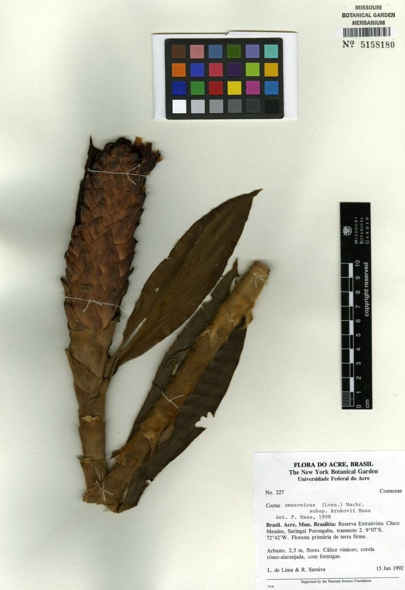 Costus amazonicus other