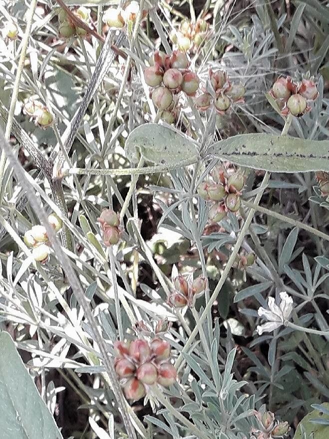 Dorycnium pentaphyllum fruit