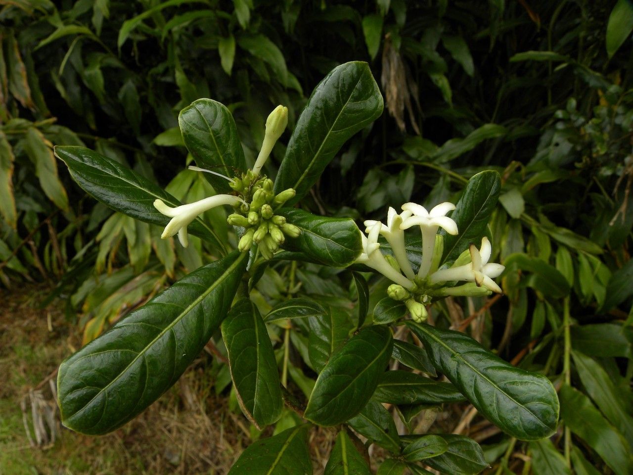Chassalia gaertneroides flower