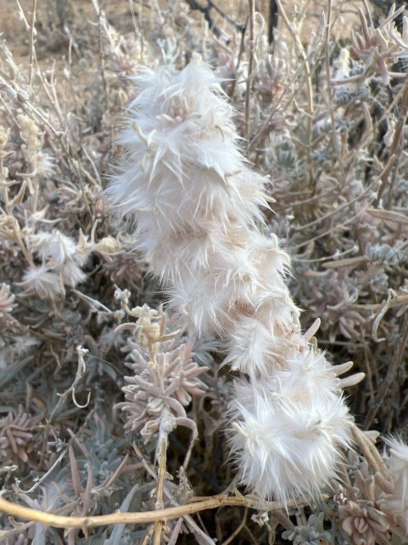 Krascheninnikovia ceratoides fruit