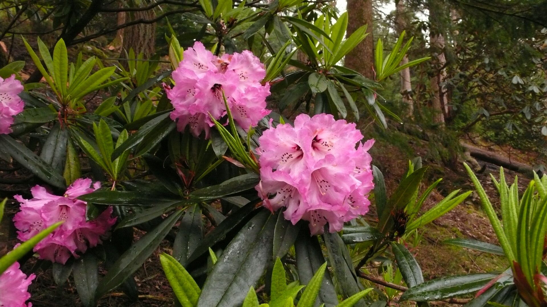 Rhododendron lukiangense leaf