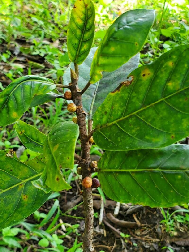 Ficus hartwegii — houseplant care guide