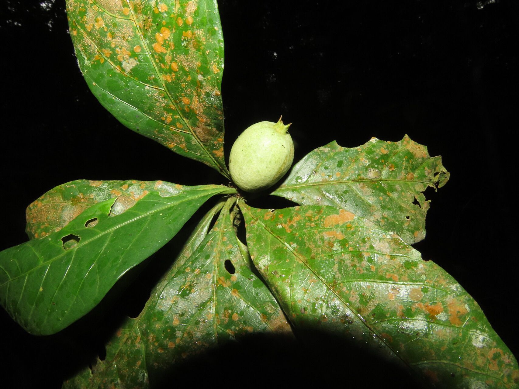 Randia grandifolia — houseplant care guide