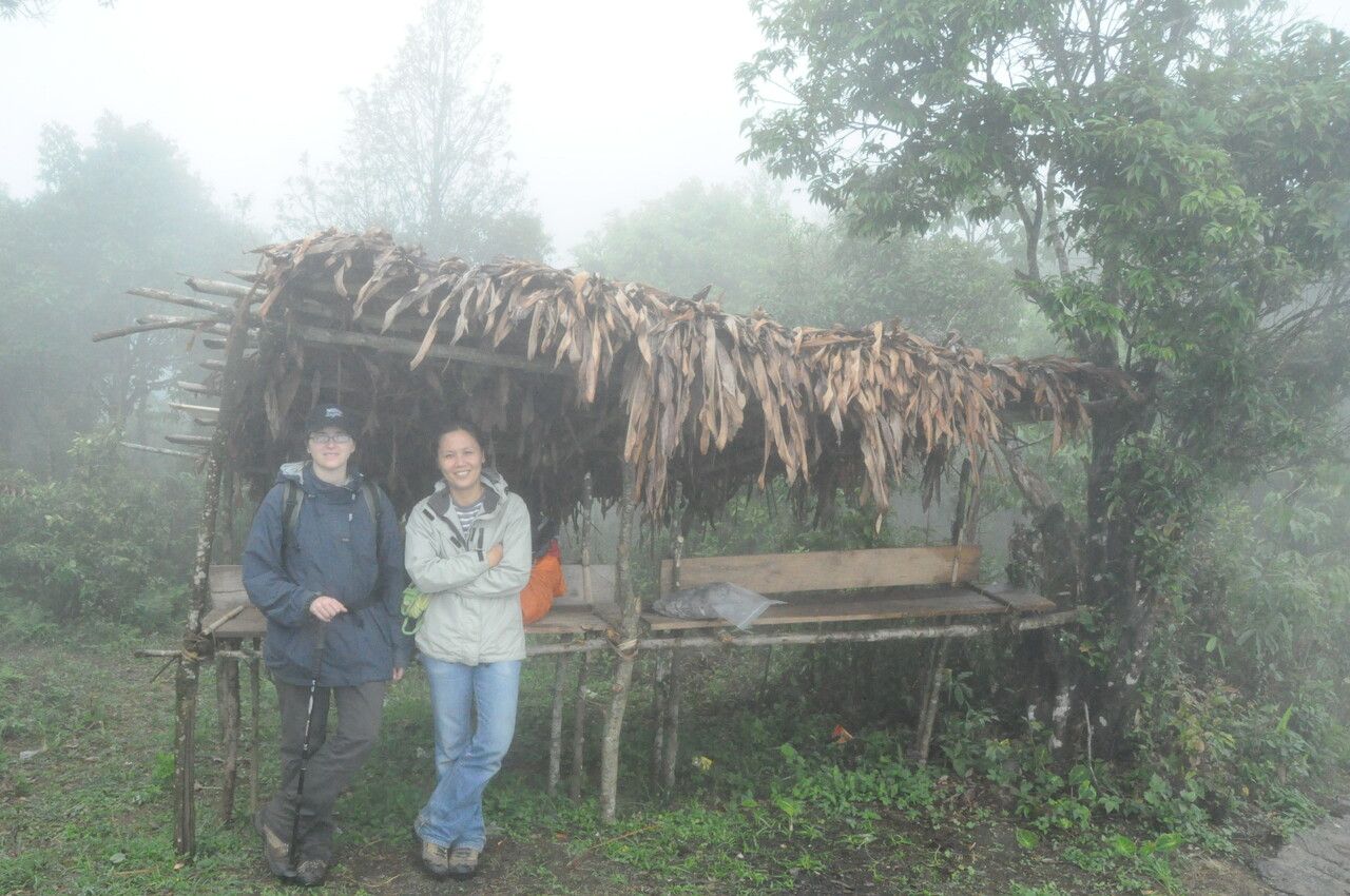 Parthenocissus semicordata other