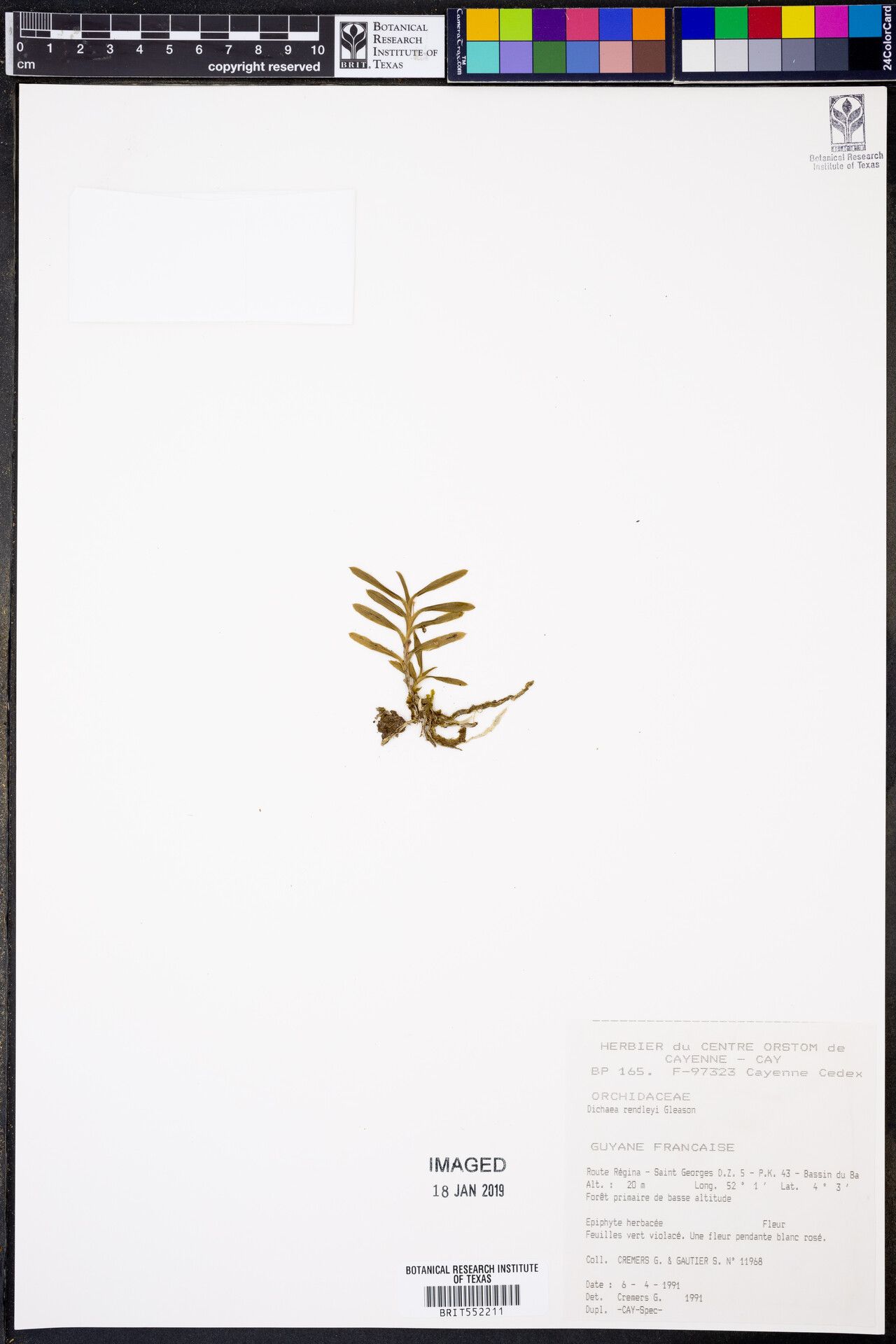 Dichaea rendlei — houseplant care guide