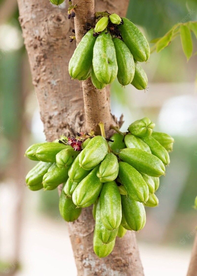 Averrhoa bilimbi fruit