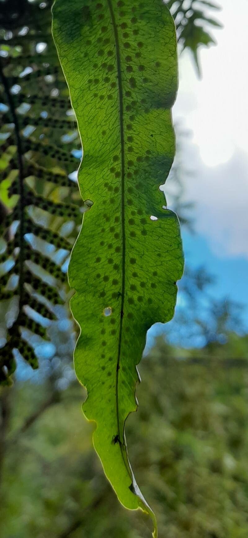 Campyloneurum lorentzii — houseplant care guide