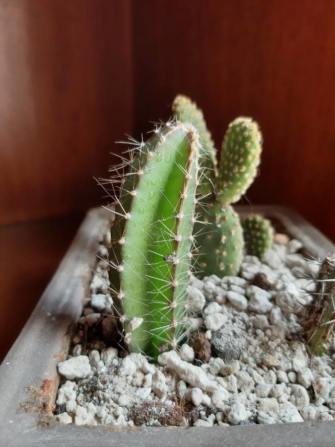 Harrisia tetracantha — houseplant care guide