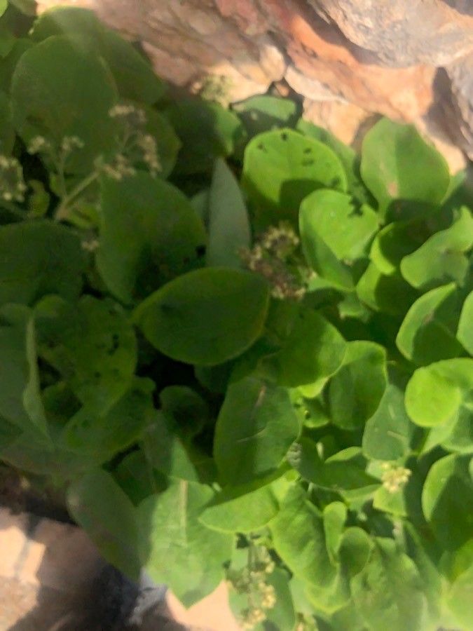 Thalictrum maritimum leaf