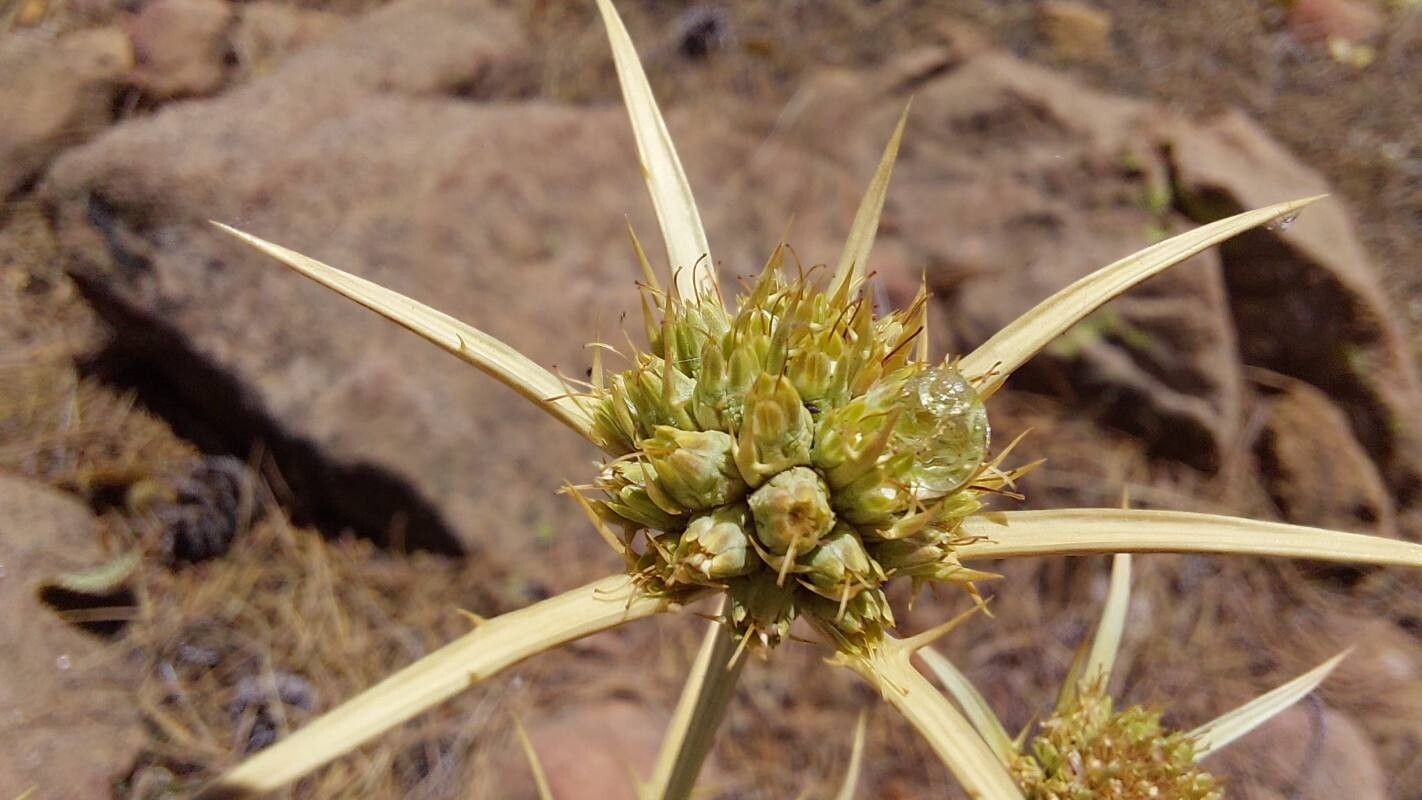 Eryngium thorifolium fruit