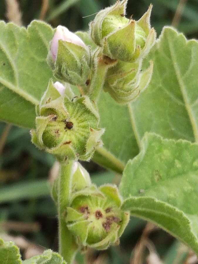 Althaea officinalis fruit