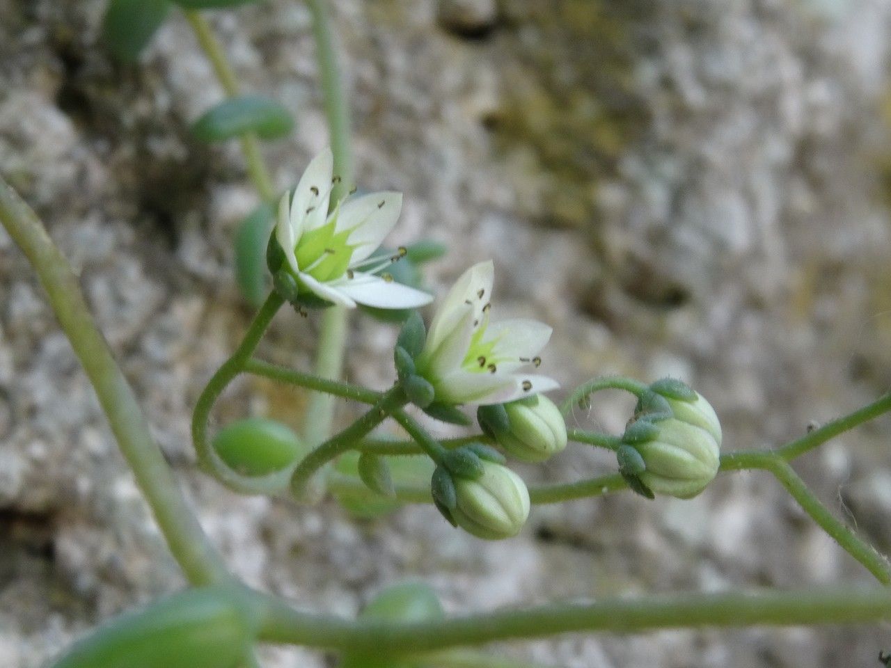 Sedum dasyphyllum flower