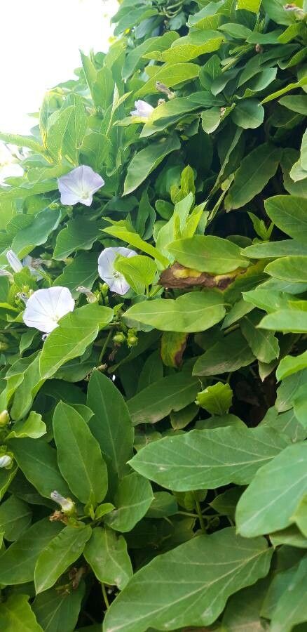 Jacquemontia ciliata flower