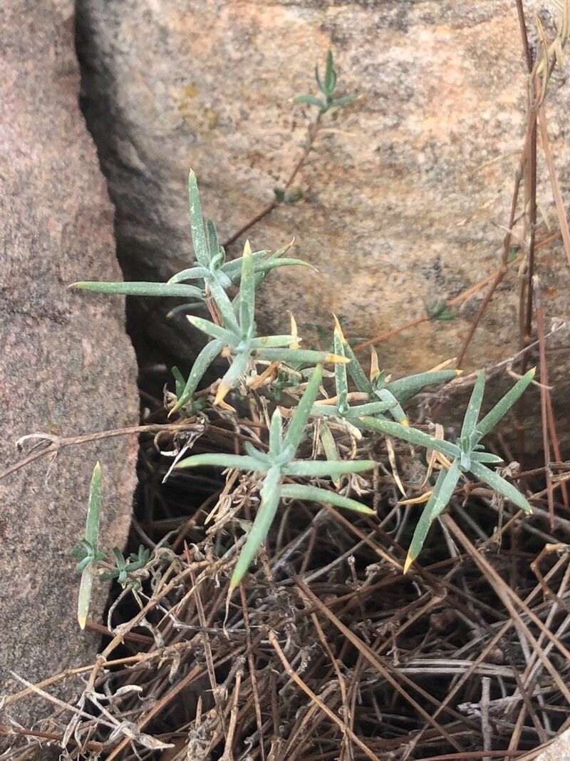 Helianthemum syriacum — houseplant care guide
