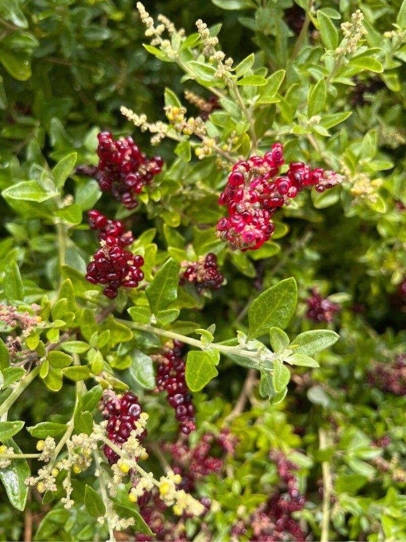 Chenopodium candolleanum — search result for 'Chenopodium'