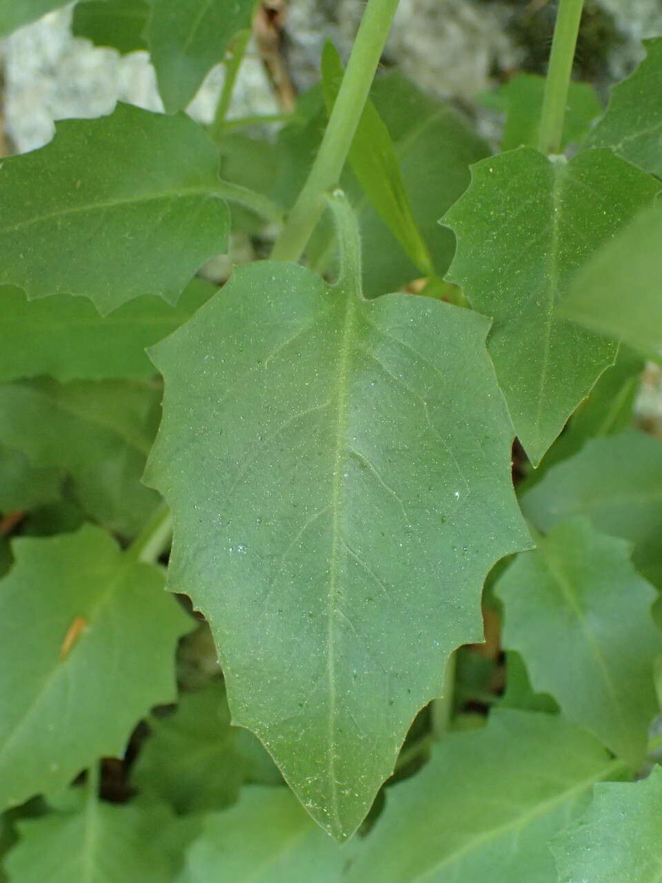 Arabidopsis cebennensis — related species from the same genus