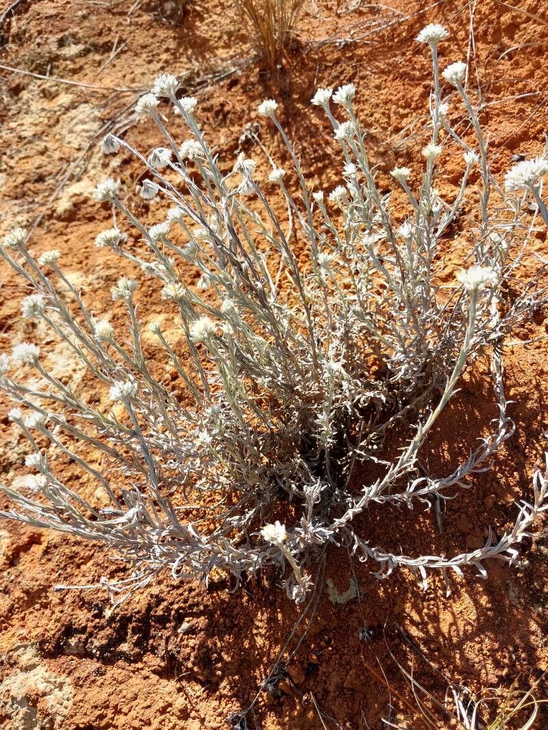 Helichrysum microcephalum habit