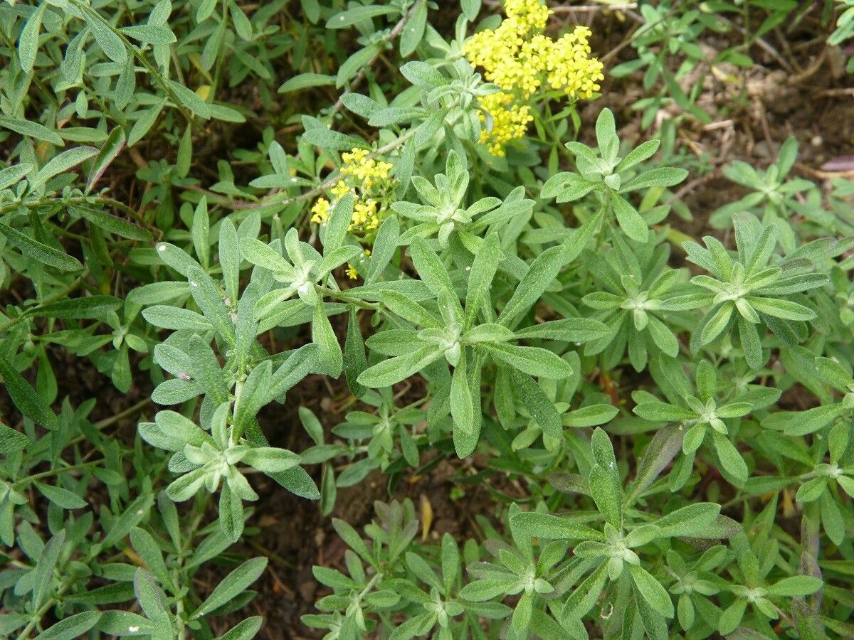 Odontarrhena argentea leaf