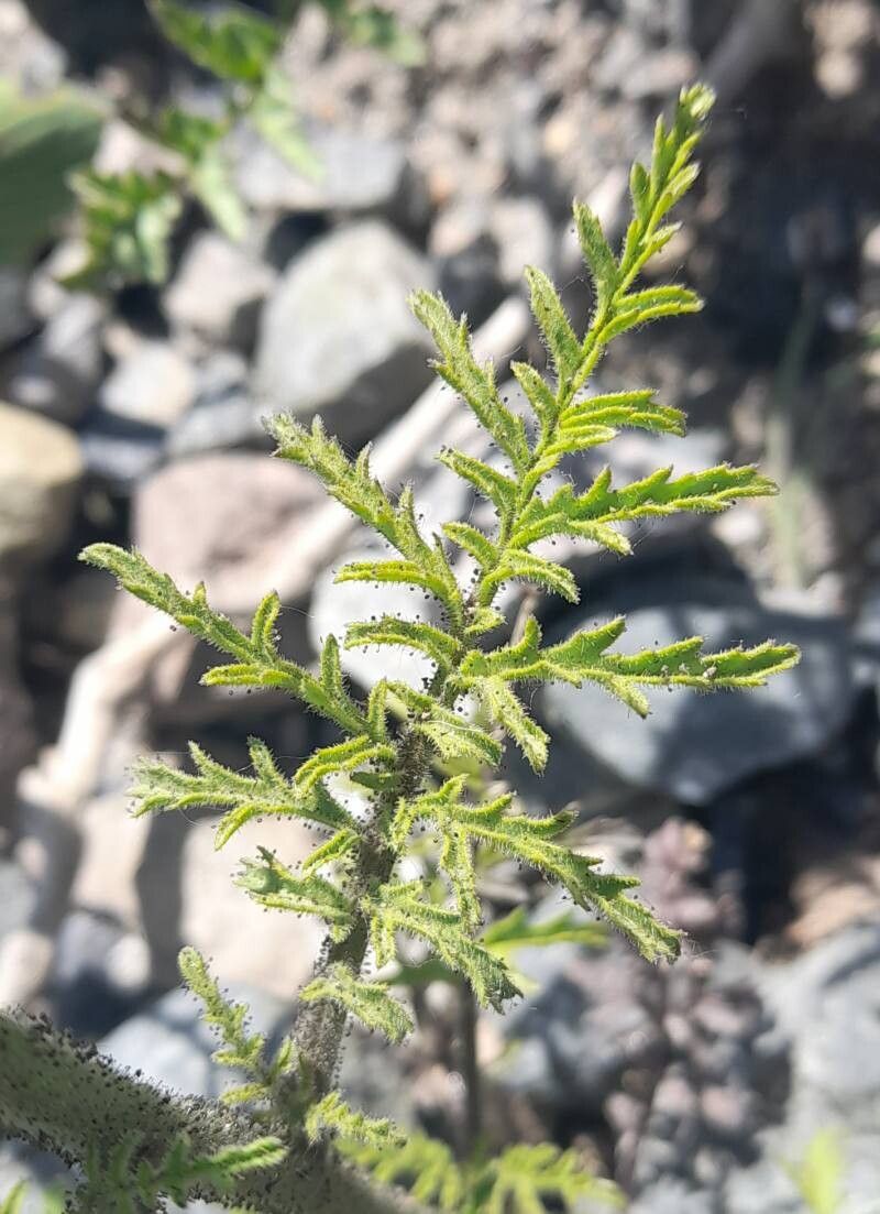 Schizanthus hookeri — related species from the same genus