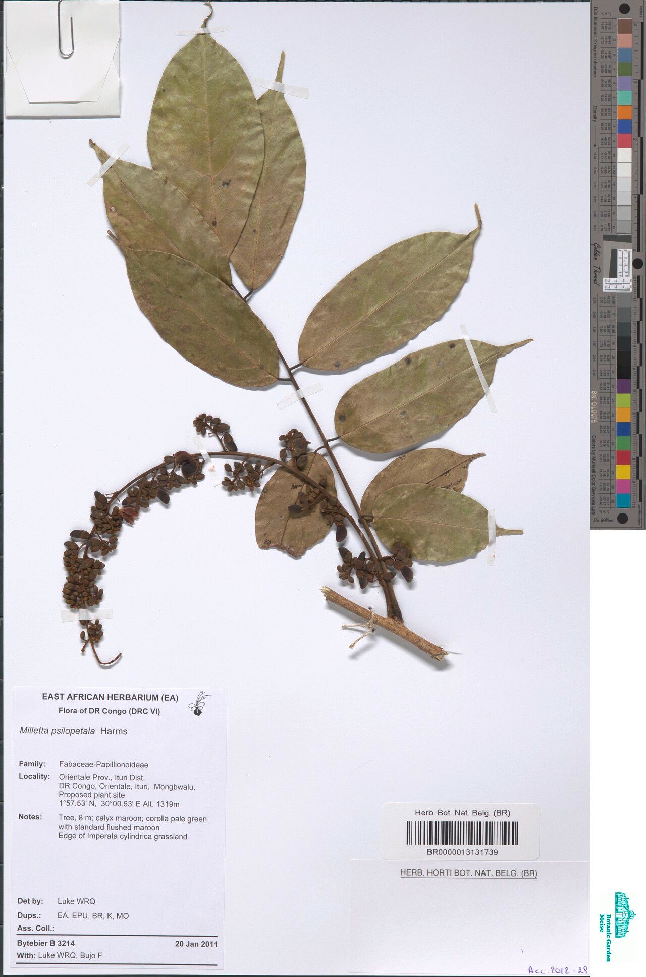 Millettia psilopetala other