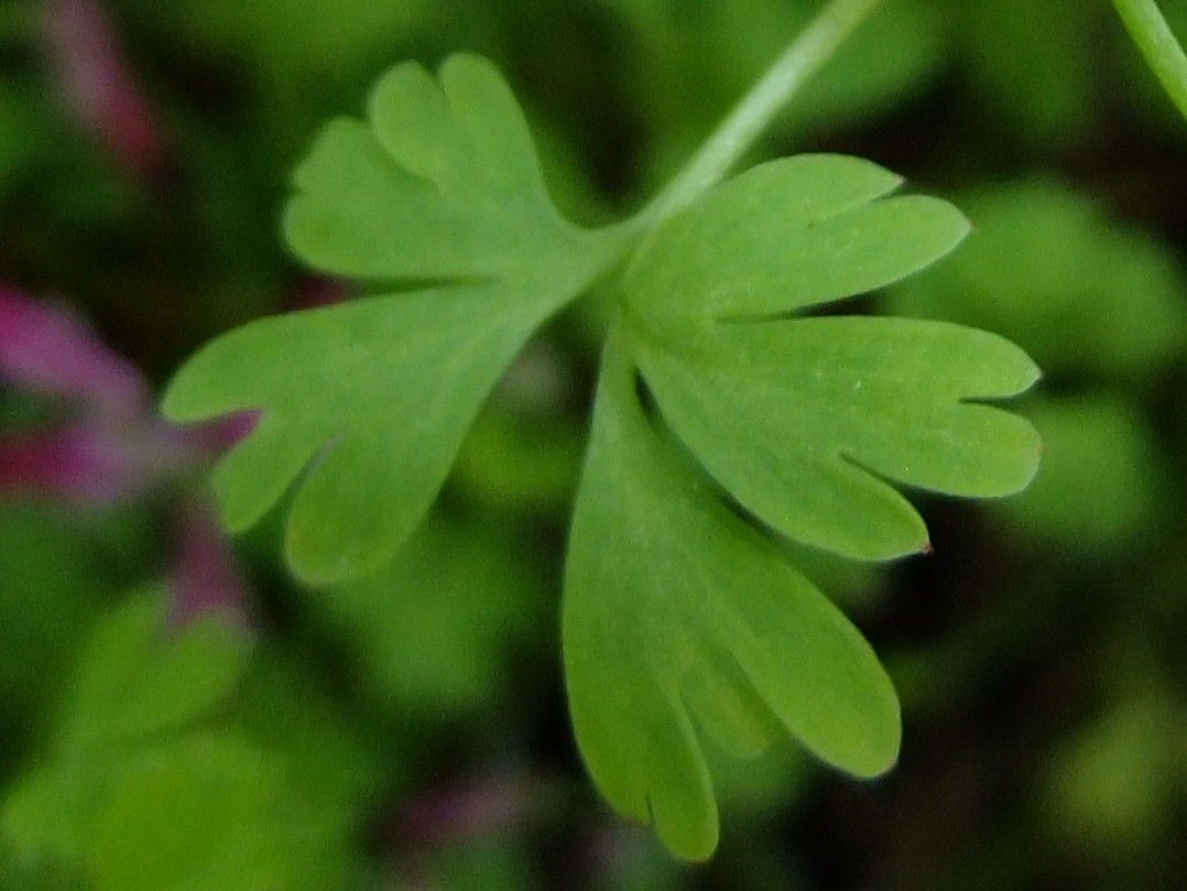 Fumaria macrosepala leaf