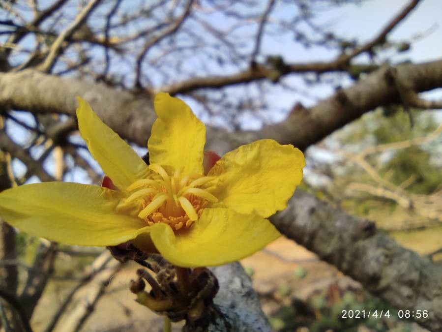 Dillenia pentagyna flower