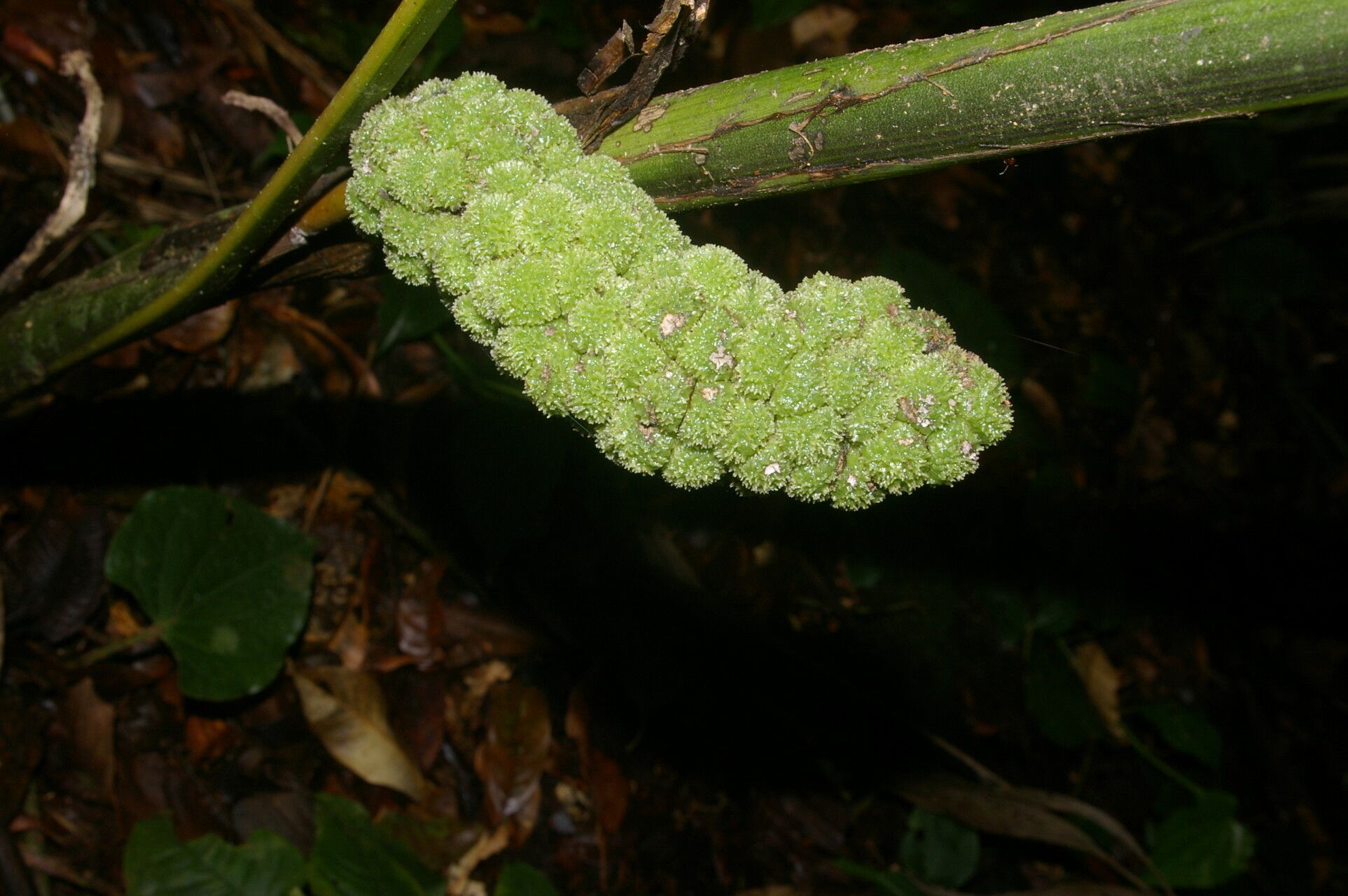 Chamaedorea crucensis fruit