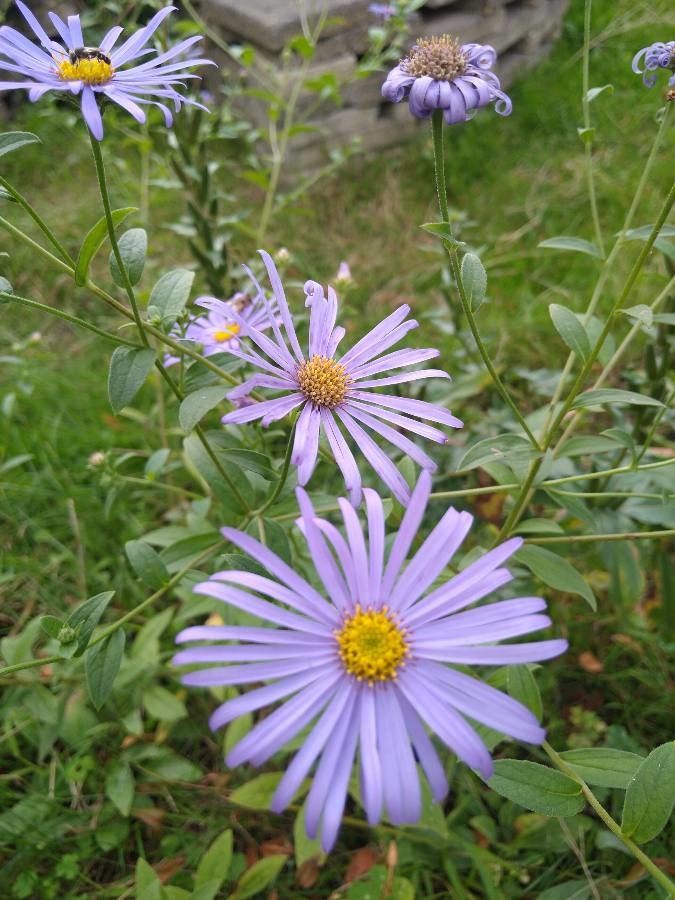 Aster amellus flower