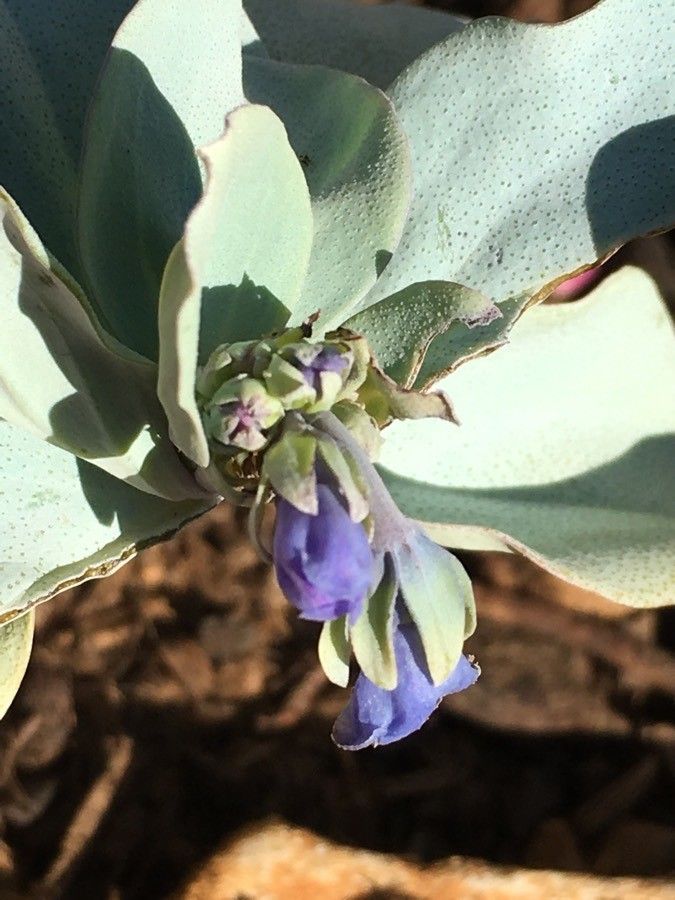 Mertensia maritima flower
