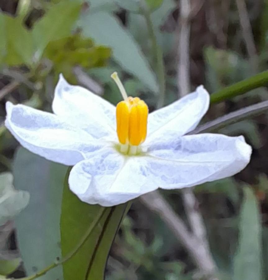 Solanum chacoense flower