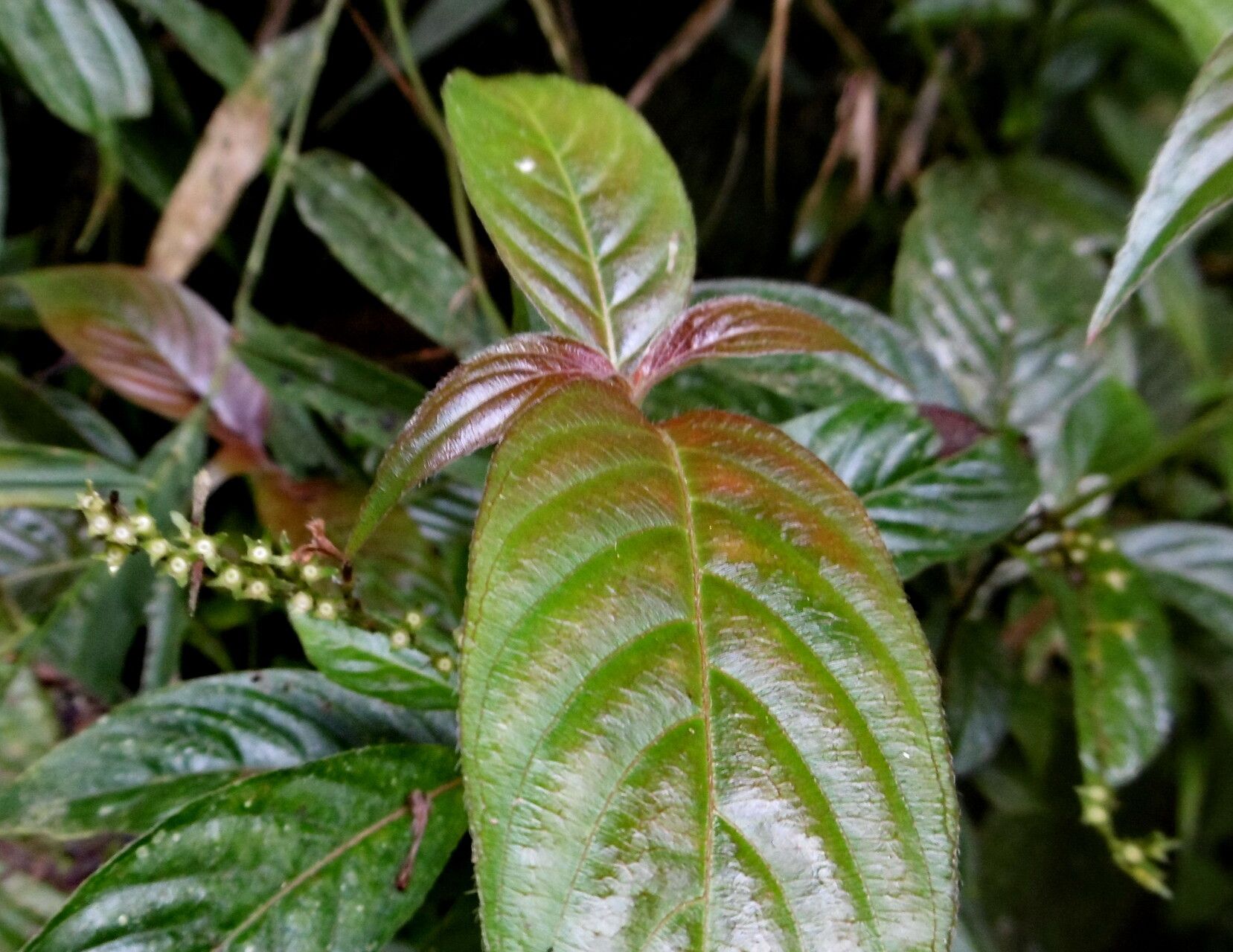 Coccoloba dussii — houseplant care guide