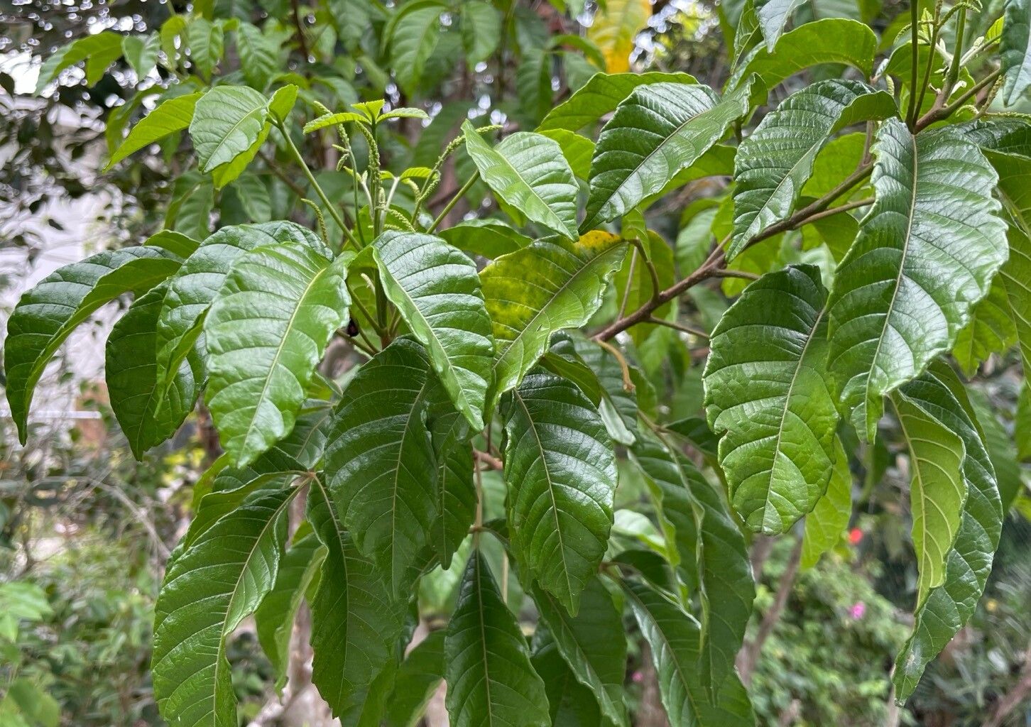 Allophylus cominia flower
