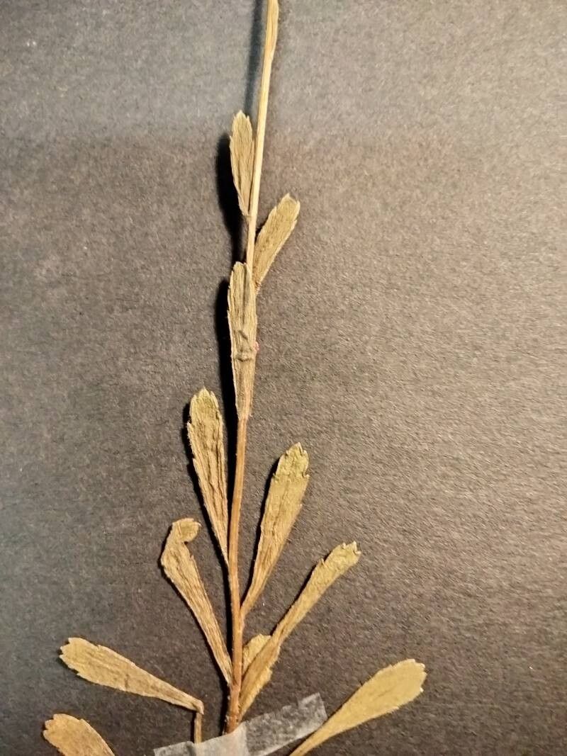 Leucanthemum pyrenaicum — houseplant care guide